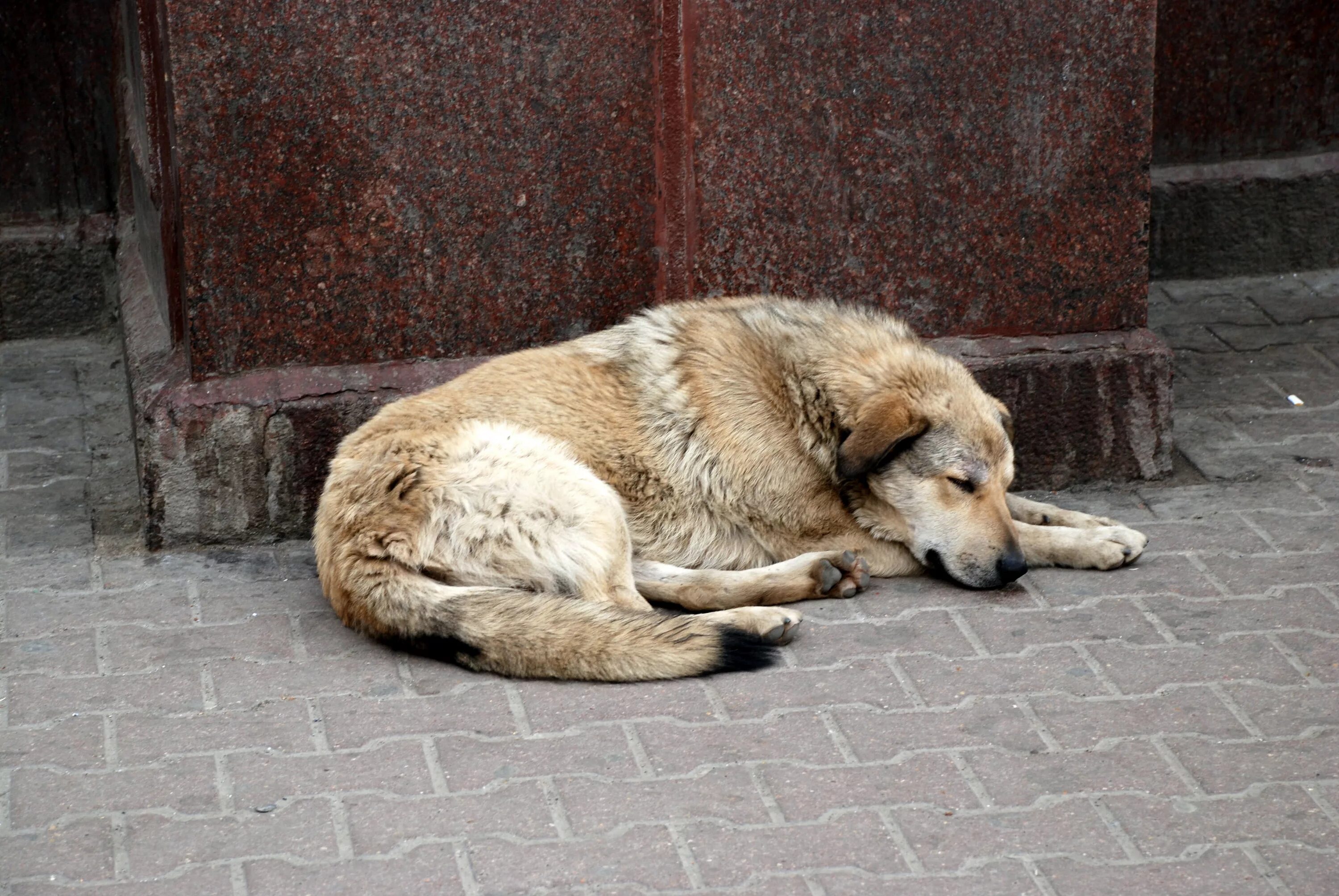 Бродячие животные. Бездомные собаки. Уличные собаки. Брошенные животные. Брошенные собаки.