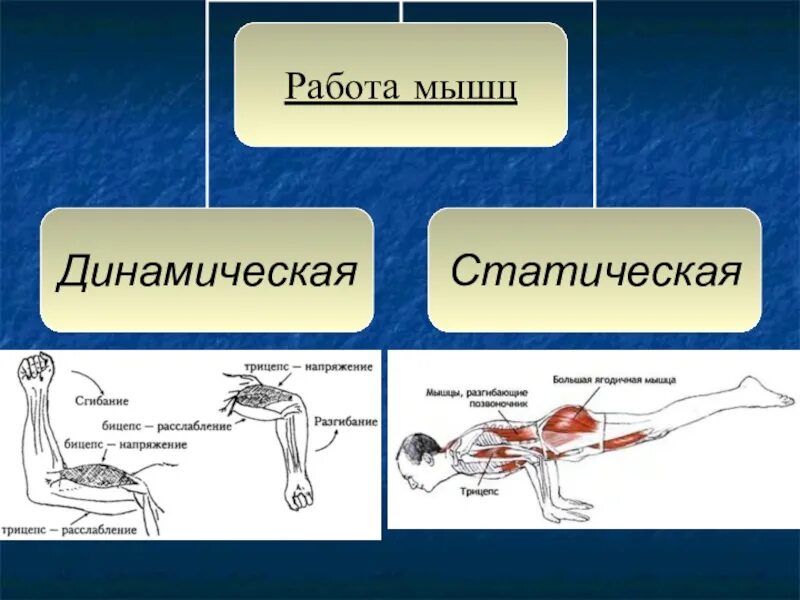 Динамическая нагрузка мышц. Динамическая и статическая работа мышц. Статические и динамические упражнения. Схема статическая и динамическая работа мышц. Динамическая и статическая работа мышц утомление мышц.