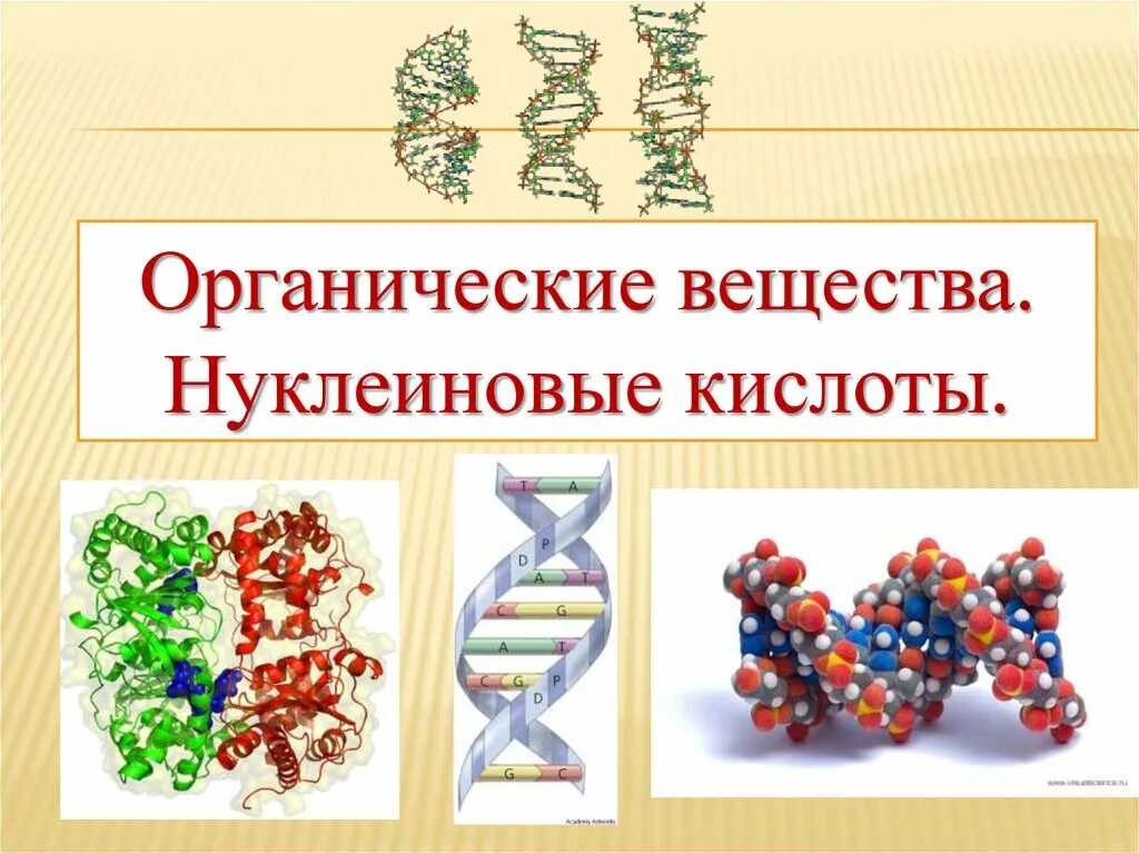 Органические вещества нуклеиновые кислоты. Органические соединения нуклеиновые кислоты. Органические вещества клетки нуклеиновые кислоты. Нуклеиновые кислоты биология 9 класс.