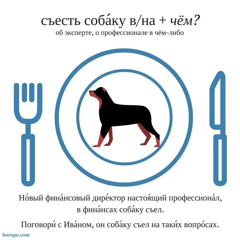 Что значит выражение собака. Собаку съел значение фразеологизма. Собаку съел фразеологизм. Собаку съел значение. Что означает фразеологизм собаку съел.