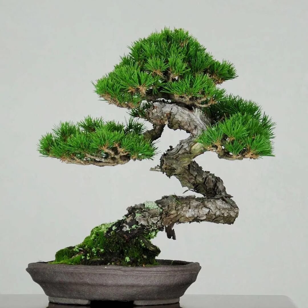 Хвойный бонсай. Сосна бонсай. Пиния бонсай. Дерево Pine Bonsai. Сосна Тунберга бонсай.