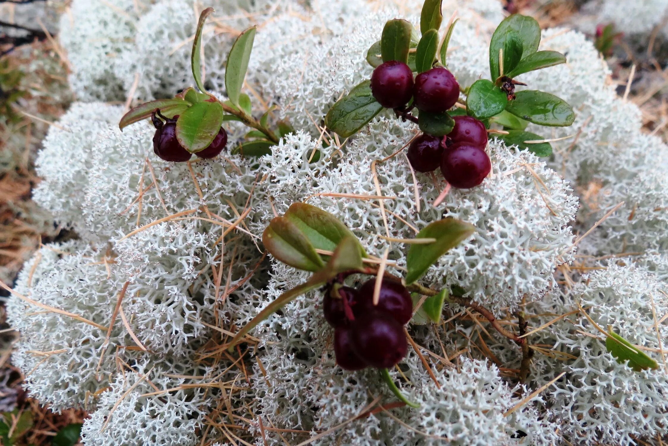 Plant north. Ягель Олений мох. Ягель в тундре. Северный мох ягель. Растения тундры ягель.