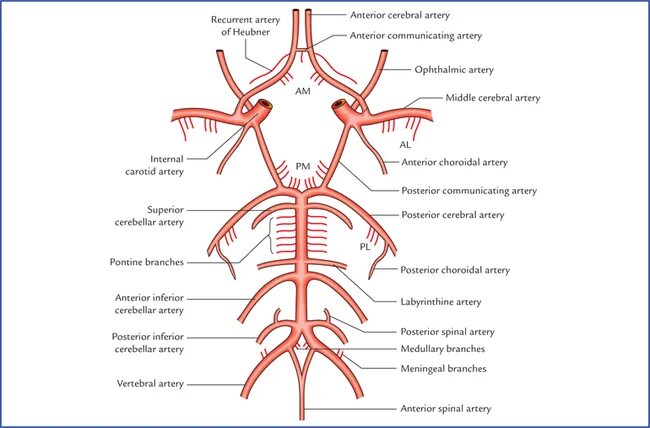 Виллизиев круг строение. Кровоснабжение головного мозга анатомия Виллизиев круг. Кровоснабжение головного мозга схема Виллизиев круг. Артерии головного мозга Виллизиев круг схема. Глазная артерия Виллизиев круг.