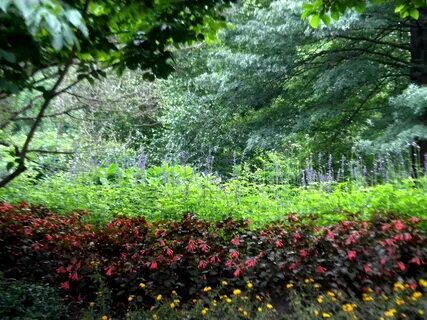 Strawberry fields