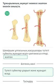 Сүйектің химиялық құрамы