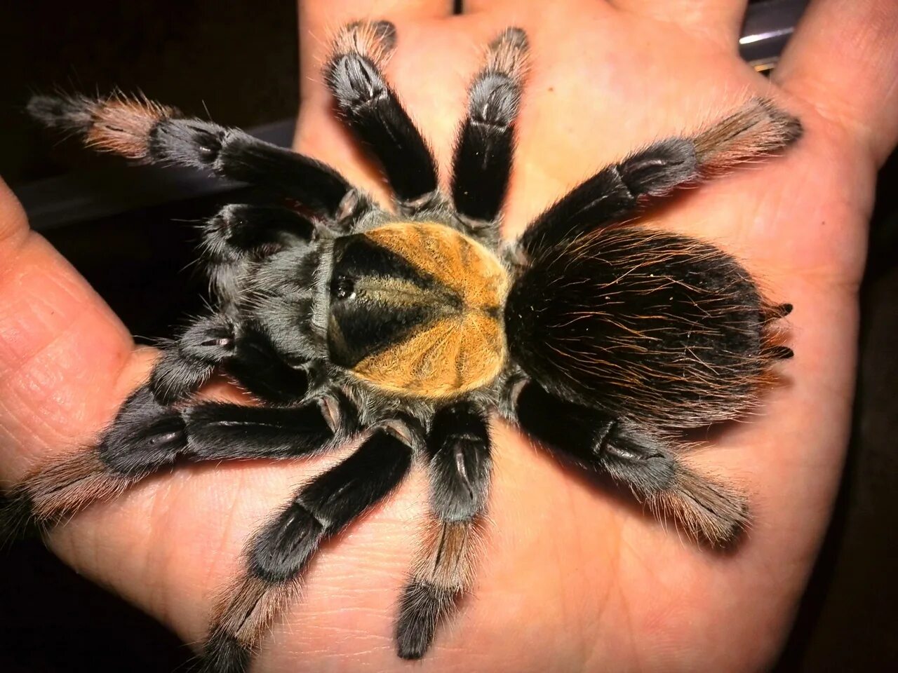 Brachypelma smithi L2-3 паук-птицеед, под заказ. Цена: 1 500 ₽ во Владивостоке