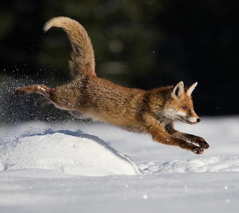 Fox on the run. Fox Running. Red Fox Running. Fast Running Fox. Fox Running photo.