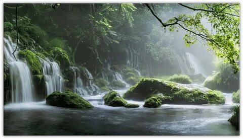 Forest 8
