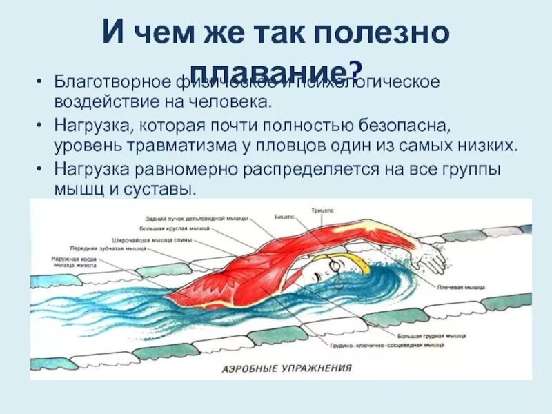 Бассейн польза. Мышцы задействованные при плавании. польза плавания. влияние плавания на человека. влияние занятий плаванием на организм человека.