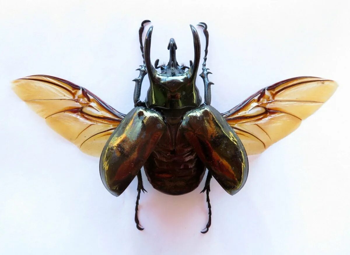 Жук Chalcosoma. Жук носорог Крылья. Жук носорог надкрылья. Chalcosoma Atlas. Крылья жуков насекомых