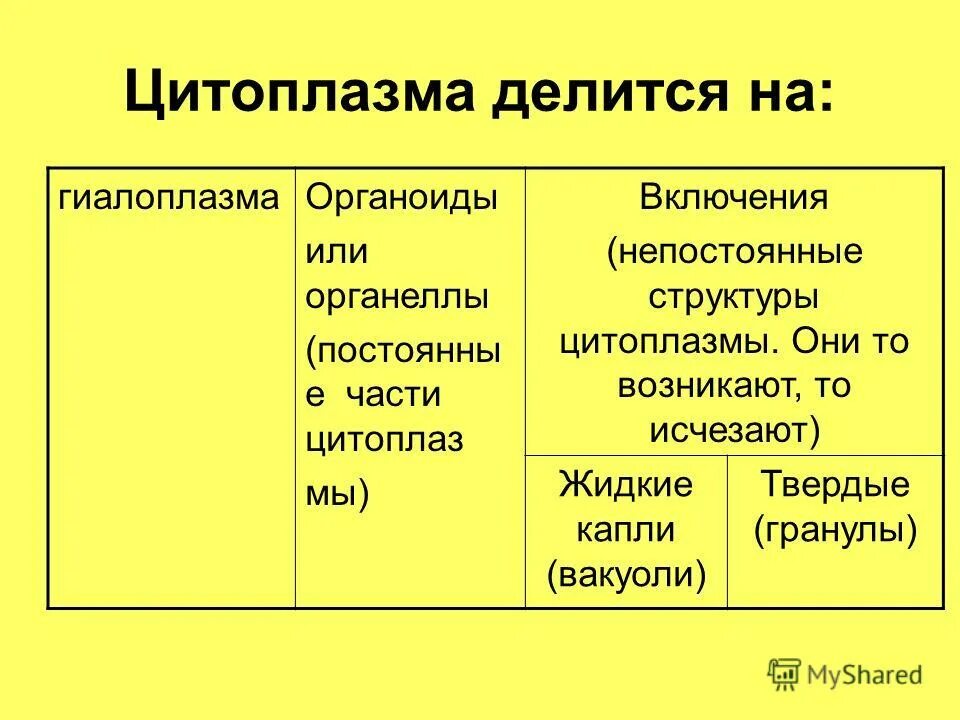 Функции цитоплазмы органоида клетки