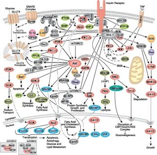 Cellular signaling