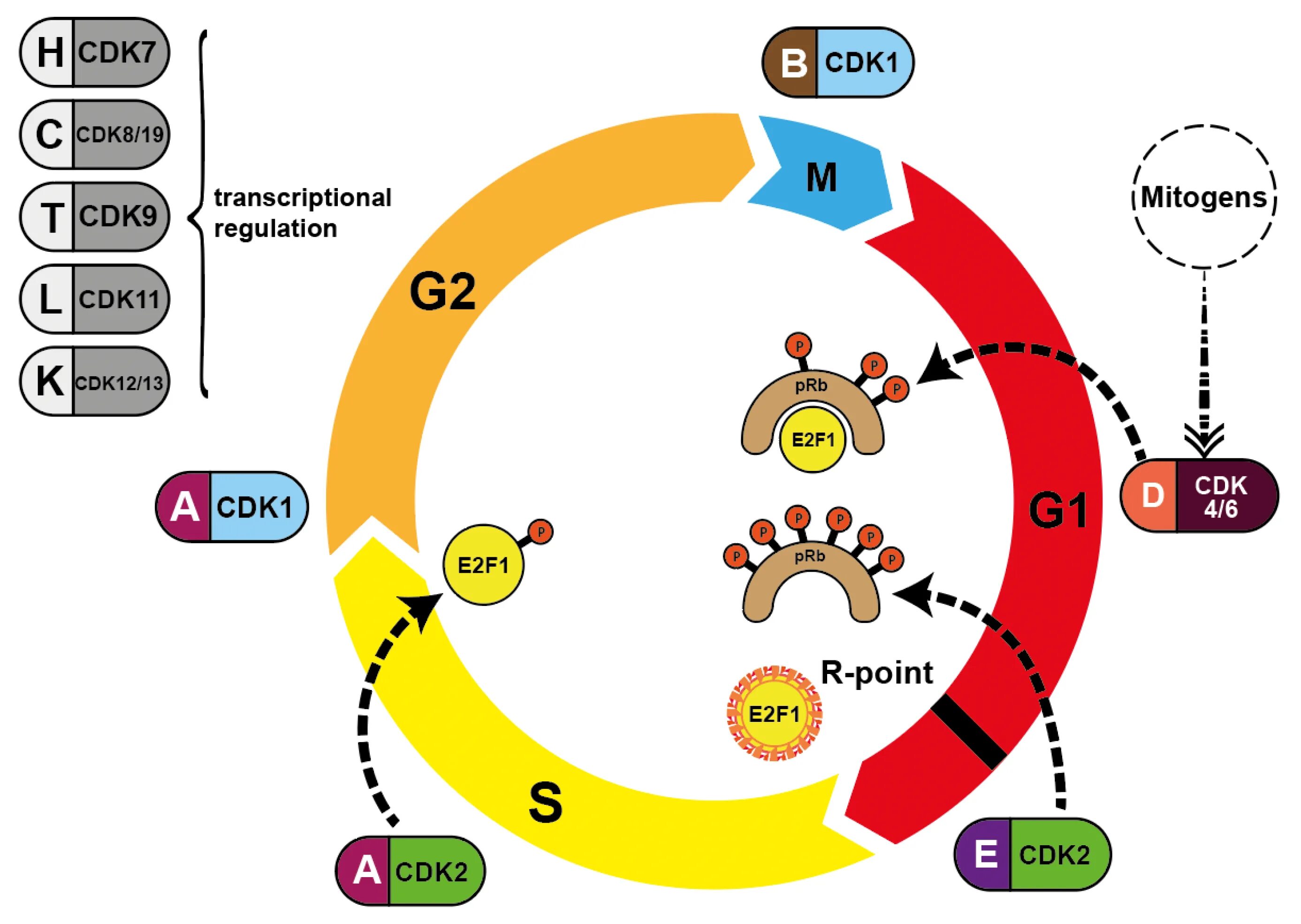 Циклы растений тест. CDK Cell Cycle. CDK. Cyclin-dependent kinase 8. G1 CDK.