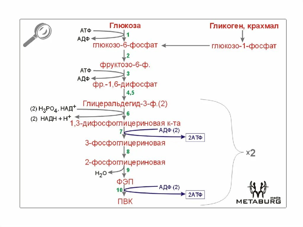 Превращение в печени гликогена в глюкозу. Гликоген в глюкозо 6 фосфат. Глюкозо 1 фосфата из гликогена. Схема синтеза Глюкозы и гликогена. Из гликогена в глюкозо 6 фосфат.