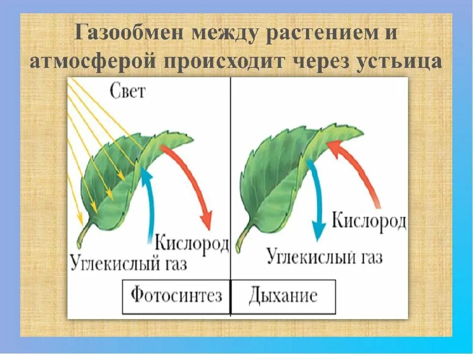 В листьях часть воды используется в процессе. Газообмен дыхание и фотосинтез у растений. Схема процесса дыхания растения. Газообмен у растений происходит через. 3 Схема процесс дыхание растений.