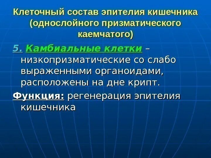 Тонкая кишка гистология бокаловидные клетки. Камбиальные клетки в тонкой кишке. Клетки эпителия слизистой оболочки тонкой кишки. Строение ворсинки гистология. Камбиальные клетки в тонкой кишке.
