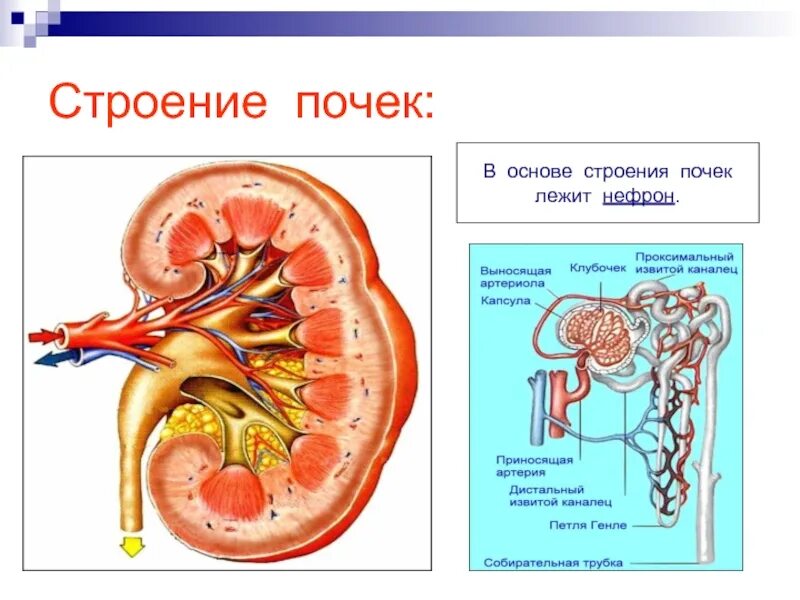 Почка анатомия человека. Внутреннее строение почки схема. Внутреннее строение почки анатомия. Строение нефрона почки человека. Внутреннее строение почки анатомия нефрон.