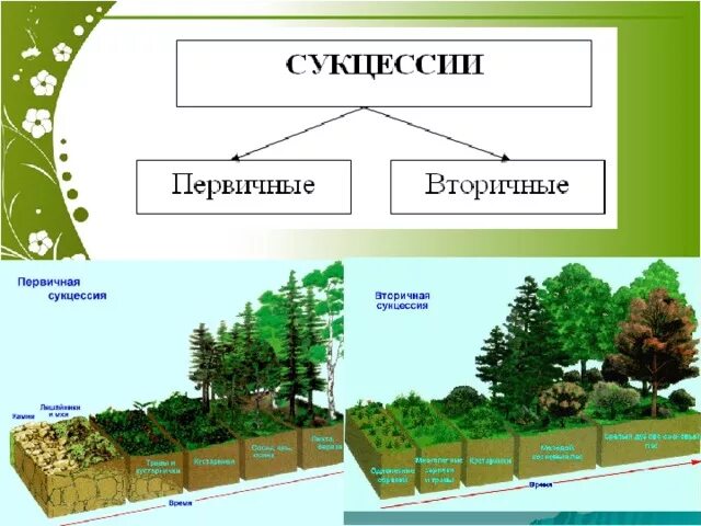 Приведите примеры сукцессий. Первичная сукцессия рисунок. Вторичная экологическая сукцессия. Первичная сукцессия озера. Схема сукцессии первичной и вторичной.