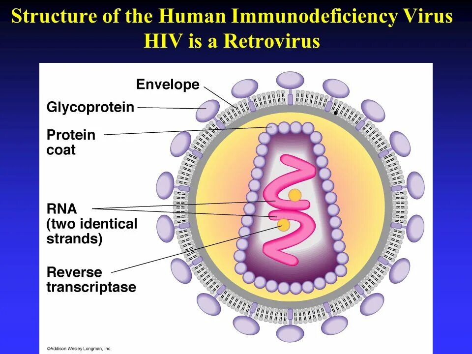 Ретровирусы. Ретровирусы микробиология. HIV virus structure. Human Immunodeficiency virus structure. Human immunodeficiency virus