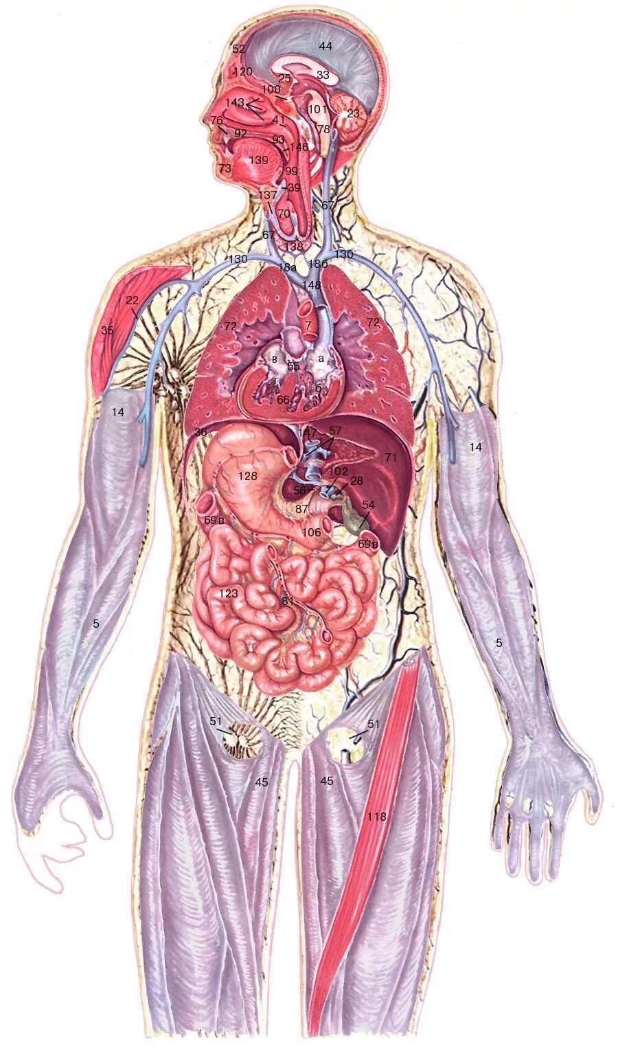 Отдельные органы человека. Анатомия Человекова тела.