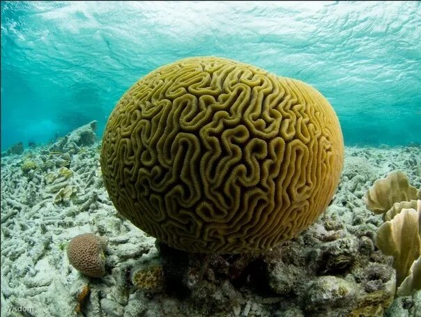 Мозговик на коралловых рифах. Коралл мозговик полипы. Мозговик медуза. Мозговик коралл кишечнополостные. Коралл мозговик.