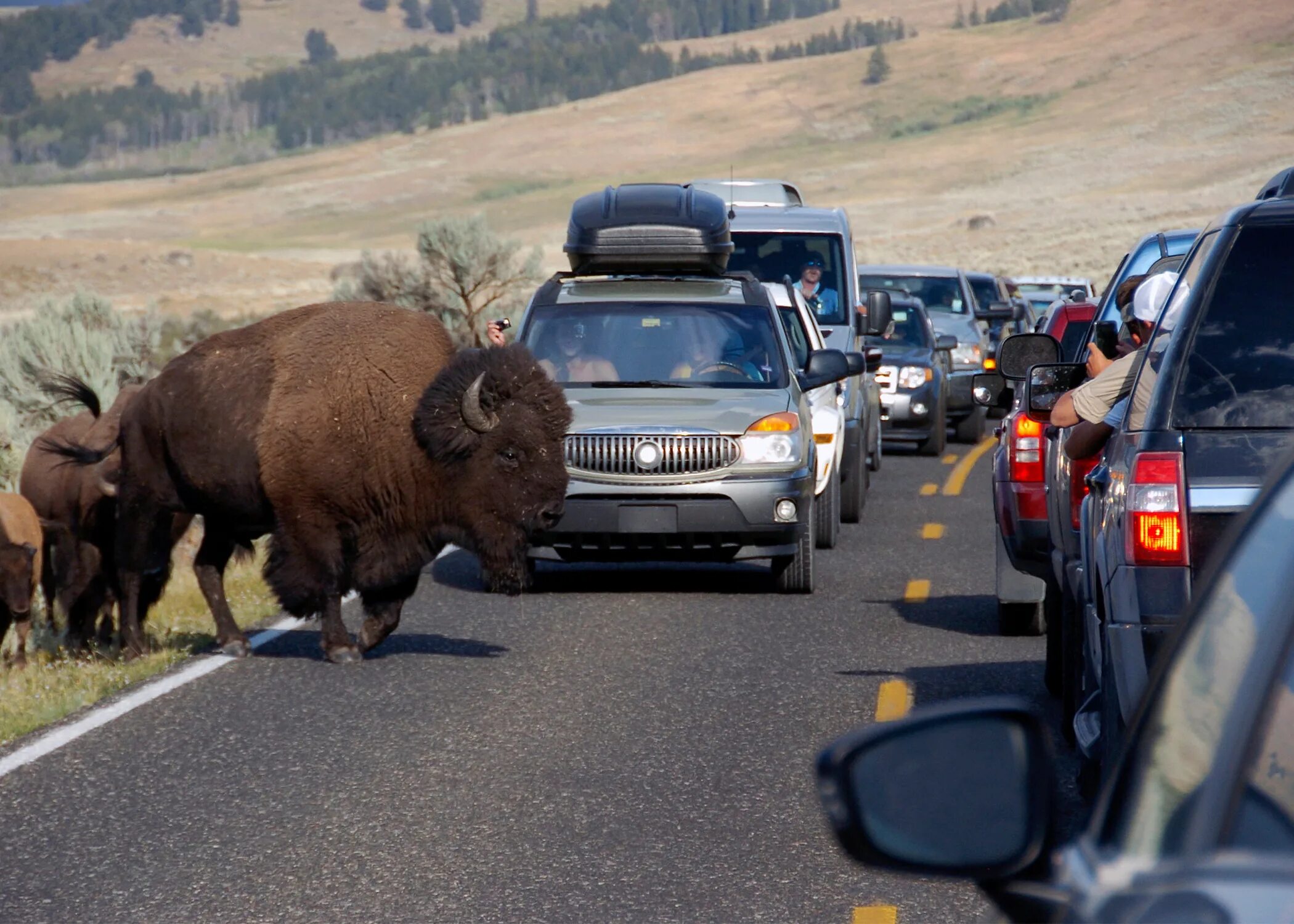 охотник на бизонов. стадо бизонов. толпа бизонов 5. парк пенч индия стада бизонов. толпа бизонов 5.