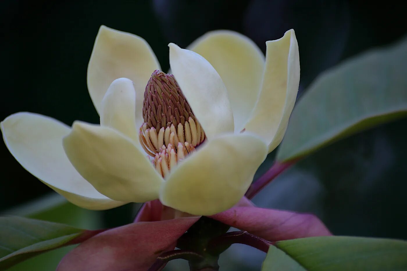 Магнолиевые не самая. Магнолия лилифлора. Магнолия грандифлора дерево. Magnolia оbovata (обратнояйцевидная). Магнолия грандифлора бутон.