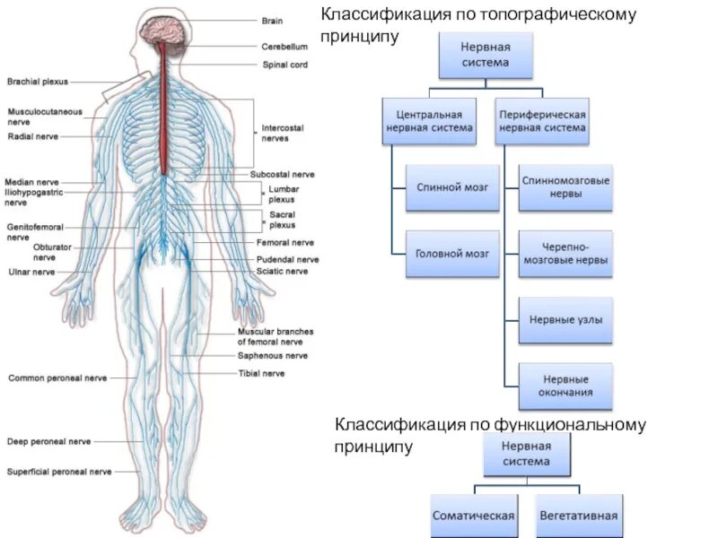 По каким принципам классифицируют отделы нервной. Кровоснабжение спинного мозга схема. Классификация нервной системы по топографическому. Нервная система по топографическому признаку. Нервная система по топографическому принципу делится на.