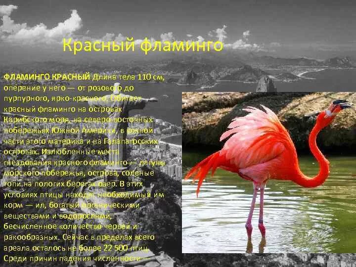 Фламинго могут жить в горячей и щелочной. Фламинго могут жить в горячей и щелочной