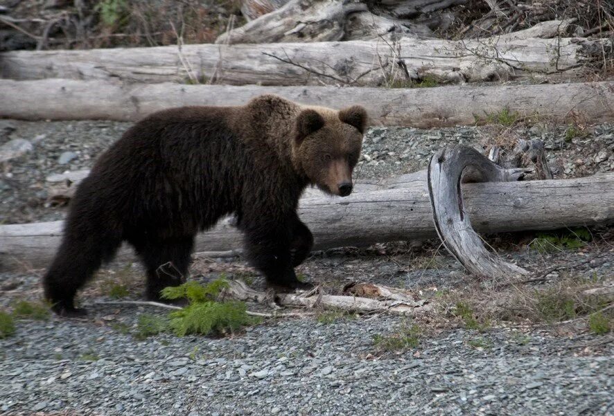 сихотэ-алинский заповедник медведь. бурый медведь алтайского заповедника. гризли североамериканский бурый медведь. медведь горный алтай. сайлюгемская популяция бурого медведя.