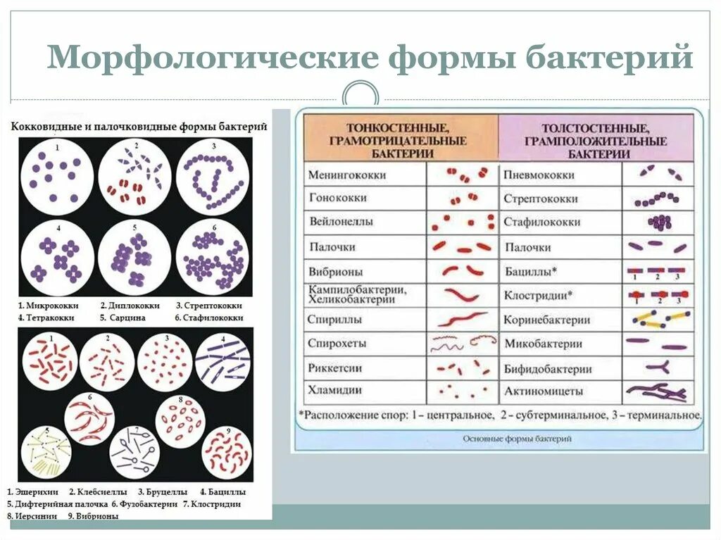 6 групп бактерий. Основные формы бактерий микробиология кокки. Морфология основных групп бактерий микробиология. Классификация бактерий по форме микробиология. Форма бактерий таблица.