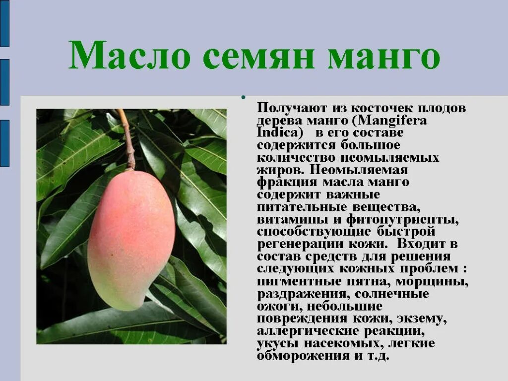 Масло семян манго. Манго для презентации. Состав плода манго. Манговое масло применение.