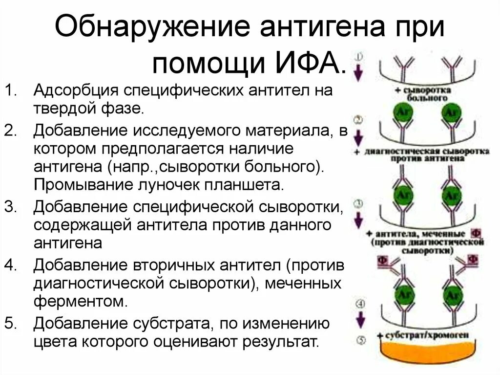 Ифа какой анализ. Метод иммуноферментного анализа (ИФА).. Схема постановки реакции ИФА. Схему реакции ИФА для определения антител. ИФА методика выполнения анализа.