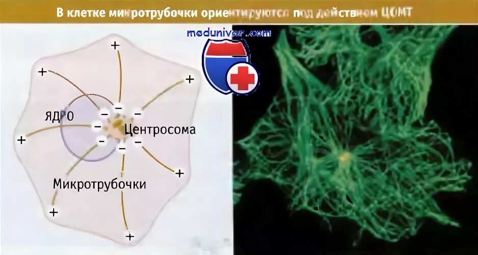 Состоит из микротрубочек и центросферы. Центр организации микротрубочек. центр образования микротрубочек. центр организации микротрубочек у растений.