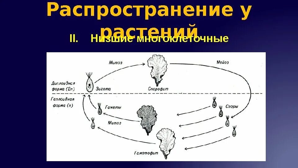 Диплоидная стадия спорофита. Гаплоидные стадии жизненного цикла папоротника. Гаплоидные споры. Диплоидные и гаплоидные споры. Диплоидная стадия папоротника.