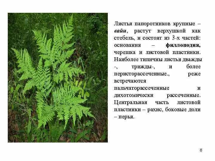 Жилкование листа папоротника. Трижды перистосложные листья. Листовая пластинка папоротника. Папоротник тип листа и жилкование. Листья вайи папоротника.