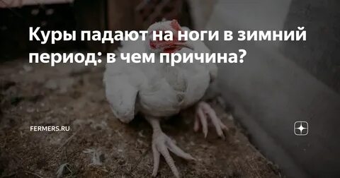 Куры весной падают на ноги