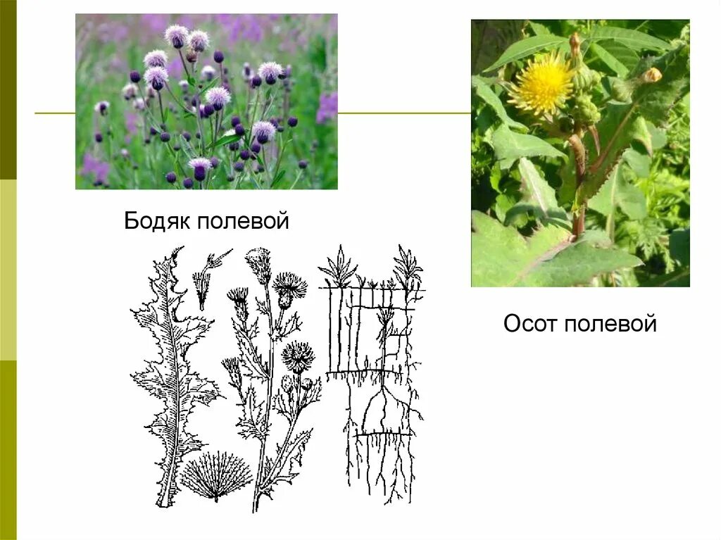 Какие отношения складываются между томатом и осотом. Бодяк полевой (осот). Бодяк полевой сорняк. Строение осота полевого. Бодяк полевой экологическая группа.