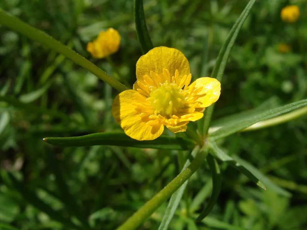 Цветы куриная слепота фото. Лютик куриная слепота. Ranunculus Acris Лютик едкий. Лютик едкий слепота. Лютик едкий медонос.