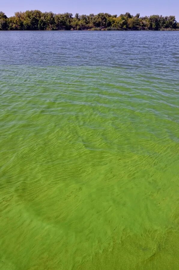 Водоросли дона. Вода цветет в реке. Зеленая вода в реке. Водоросли в реке. Озеро с зеленой водой.