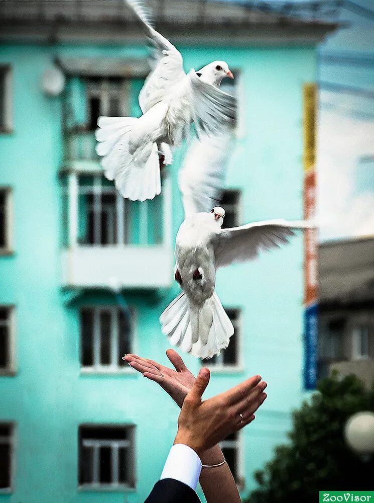 голуби в небе. голуби на свадьбу. татьяна иконникова орел загс. пара голубей. благовещение пресвятой богородицы голуби.