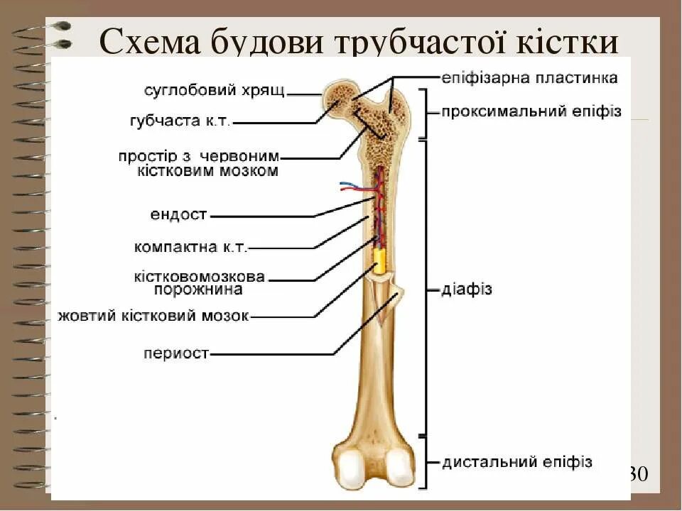 Схема строения трубчатой кости. Строение длинной трубчатой кости. Строение трубчатых костей анатомия. Схема длинной трубчатой кости. Части трубчатой кости