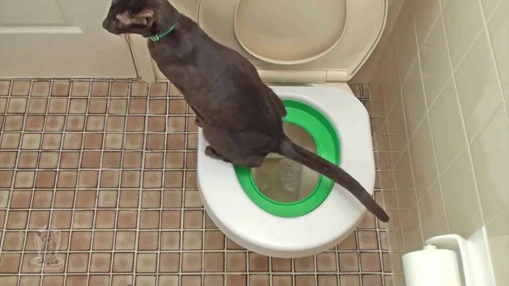 Котенок мяукает туалет. Система приучения кота к унитазу. Кот на унитазе. Унитаз для кошек. Лоток для кошек на унитаз.
