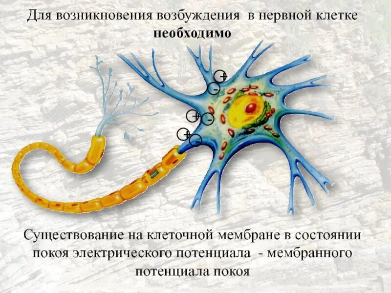 Процесс возбуждения нервных клеток. Нервная клетка. Нервная возбудимость. Нервная клетка Зарождение. Возбудимость нейрона.