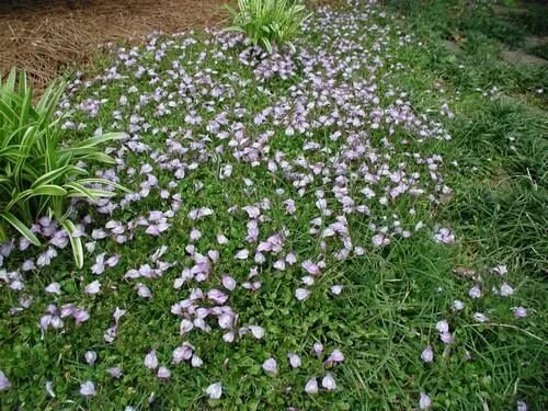 Мазус ползучий. Мазус ползучий (mazus reptans). Мазус почвопокровный. Газон Мазус. Мазус ползучий купить семена