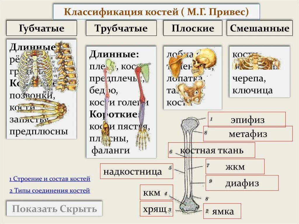 Кости трубчатые губчатые плоские смешанные. Трубчатые губчатые плоские кости таблица. Трубчатые кости 2 губчатые кости 3 плоские кости 4 смешанные кости. Классификация костей скелета человека анатомия.