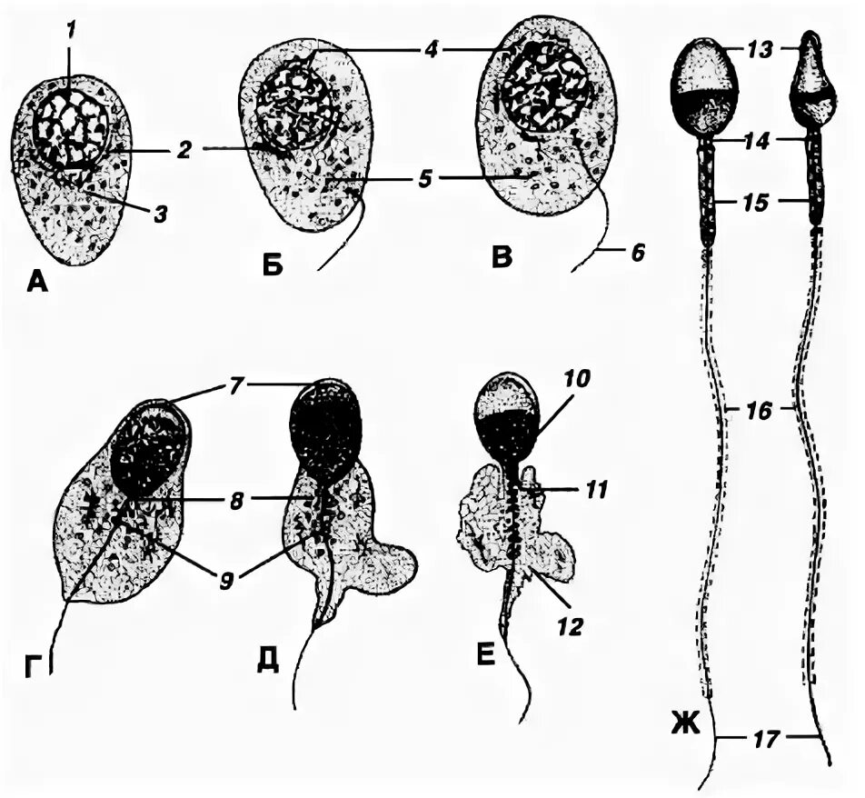 Биология размножение человека. Акросома сперматозоида аппарат Гольджи. Биология 11 класс размножение человека. Сперматиды 2 порядка. Особенности размножения человека 9 класс биология