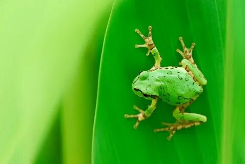 I can frog