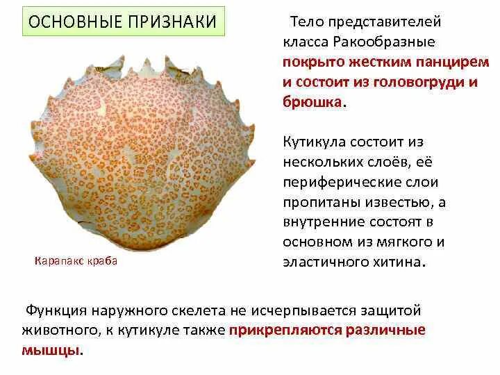Внутреннее строение сухопутной черепахи. Признаки живого организма краба. Общие признаки членистоногих и моллюсков. Строение панциря красноухой черепахи. Волокна из крабовых панцирей.