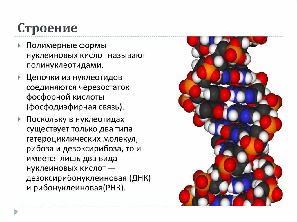 Строение нуклеиновфх Кистол\. Строение нуклеиновых кислот. Структура нуклеиновых кислот. Полимерные формы нуклеиновых кислот. Нуклеиновые кислоты состоят из молекул